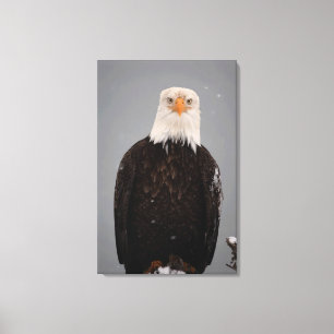 Impressão Em Tela Retrato de Águia Careca na Neve, Haliaeetus