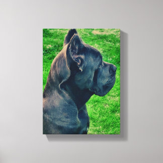 Impressão Em Tela Retrato de Cane Corso