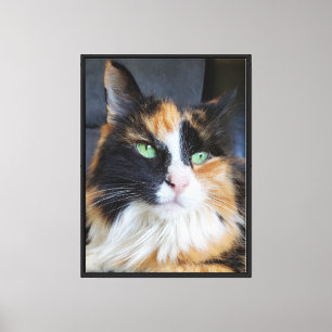 Impressão Em Tela Retrato de Gato Calico Olhos Verdes Cabelo Longo