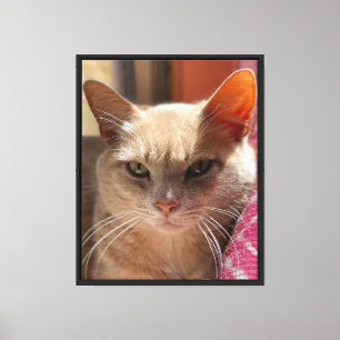 Impressão Em Tela Retrato de Gato Tabby Creme Olhos Verdes Gengibre