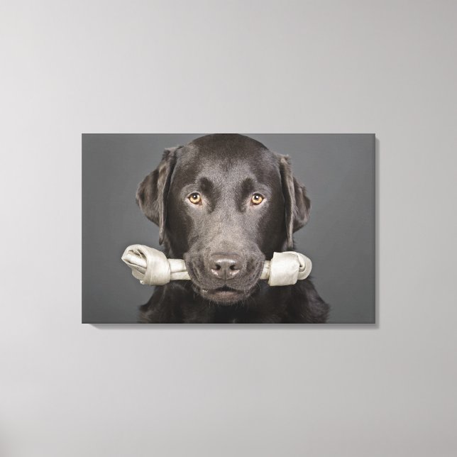 Impressão Em Tela Retrato de labrador de chocolate (Frente)