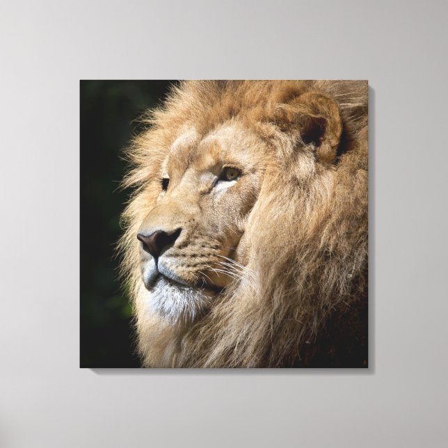Impressão Em Tela Retrato de leão masculino sobre fundo preto (Frente)
