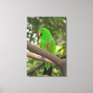 Impressão Em Tela Retrato de Papagaio Verde