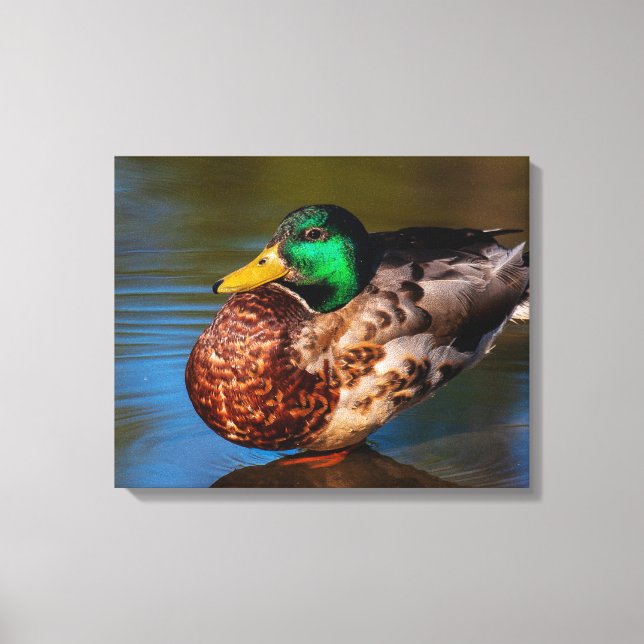 Impressão Em Tela Retrato de Pato-real (Frente)
