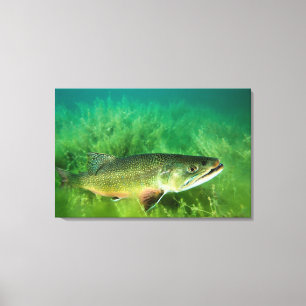 Impressão Em Tela Retrato de truta-do-lago, Lago Esmeralda, Montana