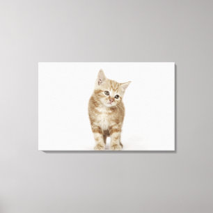 Impressão Em Tela Retrato de um gatinho