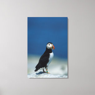 Impressão Em Tela Retrato de um Puffin Atlântico