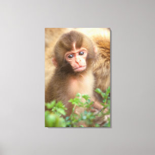 Impressão Em Tela Retrato do Bebê Macaco da Neve