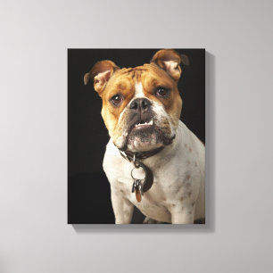 Impressão Em Tela Retrato do buldogue tan e branco com colar