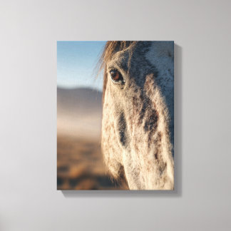 Impressão Em Tela Retrato do Cavalo Branco ao Nascer do Sol em Close