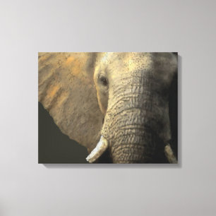 Impressão Em Tela Retrato do elefante