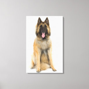 Impressão Em Tela Retrato do estúdio do cão de pastor belga