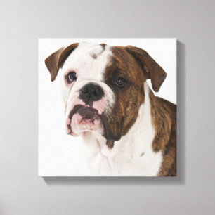 Impressão Em Tela Retrato do filhote de cachorro bonito do buldogue