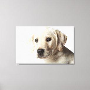 Impressão Em Tela Retrato do filhote de cachorro louro de labrador