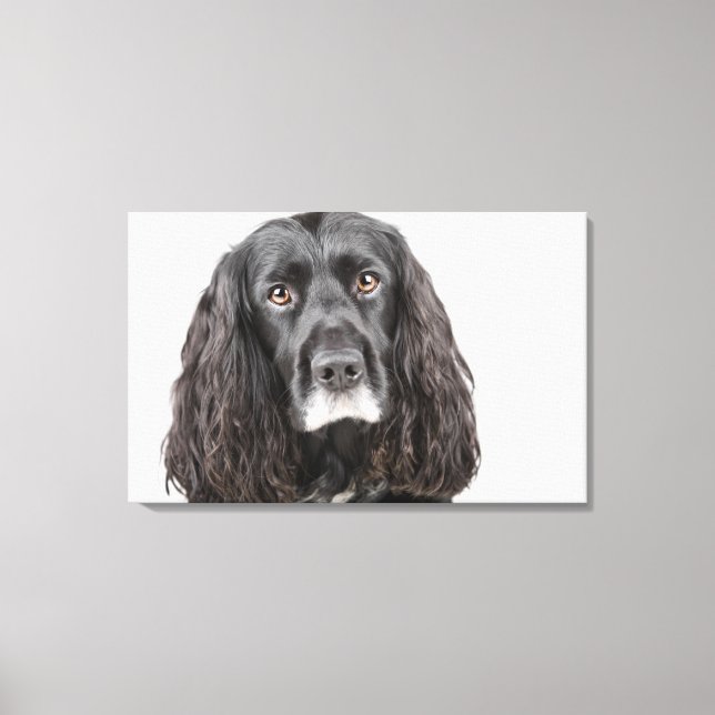 Impressão Em Tela Retrato estúmulo de spaniel (Frente)
