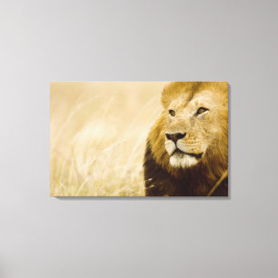 Impressão Em Tela Retrato masculino do leão (Panthera leo), Masai