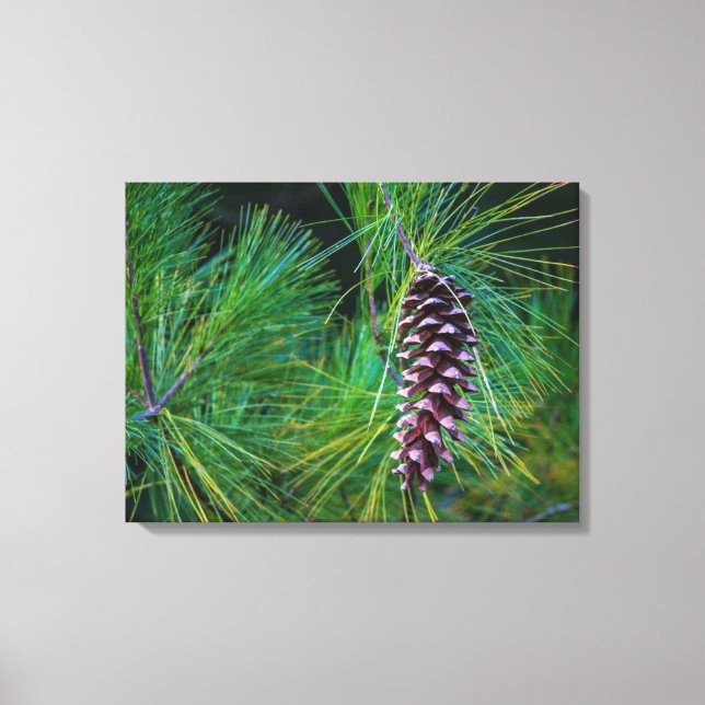 Impressão Em Tela Retrato Pine Cone (Frente)