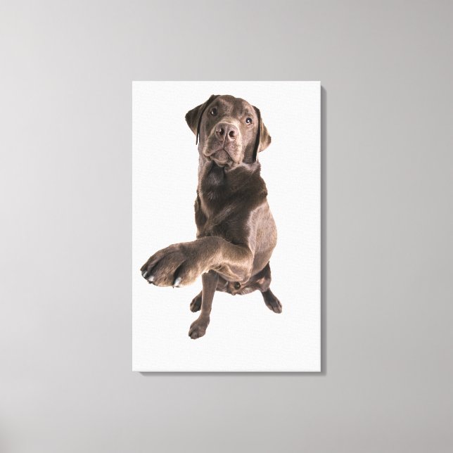 Impressão Em Tela Retrato Studio do Chocolate Labrador (Frente)