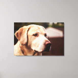 Impressão Em Tela Retriever de Labrador