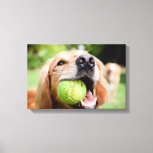 Impressão Em Tela Retriever De Ouro Com Bola De Tênis
