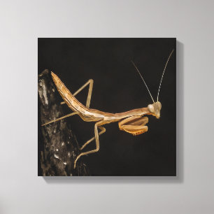 Impressão Em Tela Rezando Mantis, Fofa E Arte Inseta Assustadora