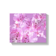 Rhododendron rosa bonito floresce floral lindo