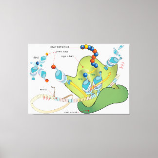 Impressão Em Tela Ribosome mRNA tRNA molecules proteins Diagram 