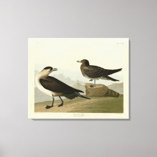 Impressão Em Tela Richardson's Jager das Aves da América de Audubon