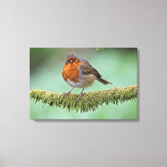 Impressão Em Tela Robin (Frente)