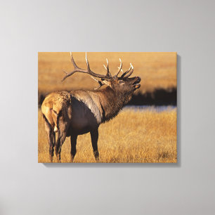 Impressão Em Tela Roosevelt Eull Elk Wyoming