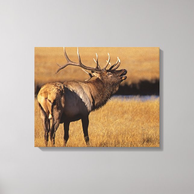 Impressão Em Tela Roosevelt Eull Elk Wyoming (Frente)
