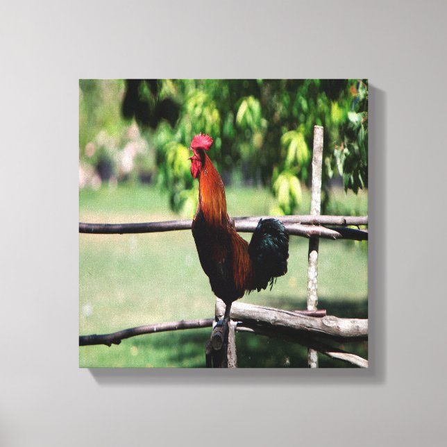 Impressão Em Tela Rooster Morning (Frente)