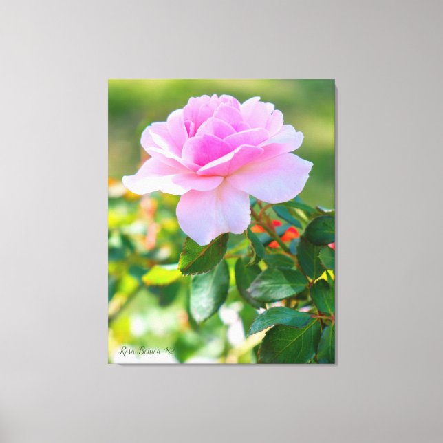 Impressão Em Tela Rosa Bonica '82 (Frente)