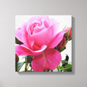 Impressão Em Tela Rosa bonito do rosa