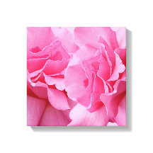 rosa-bonito-na moda rosa-rosa moderna arte floral 