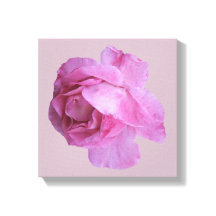 Rosa bonito rosa roseira moderna simples arte flor