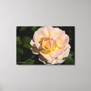 Impressão Em Tela Rosa de chá