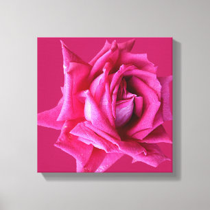 Impressão Em Tela rosa de cor-de-rosa-quente bonito, modelo floral n