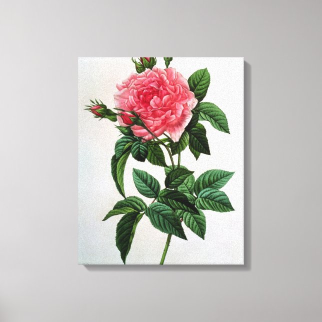 Impressão Em Tela Rosa Gallica Regallis (Frente)