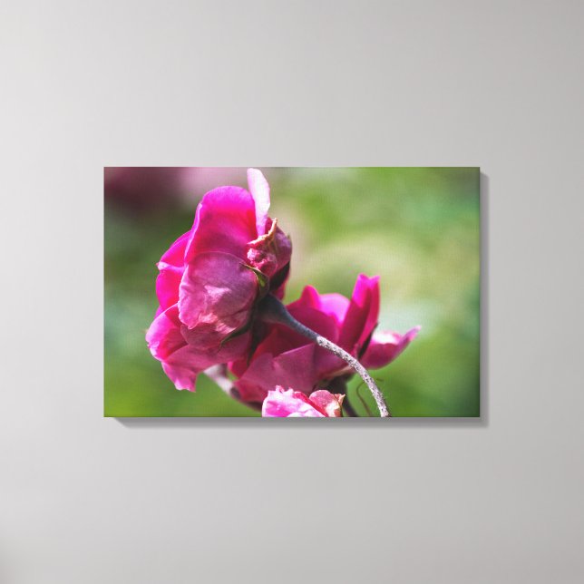 Impressão em Tela Rosa - Graça Magenta (Frente)