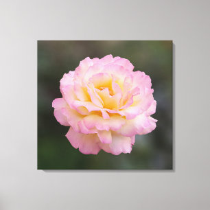 Impressão Em Tela rosa rosa