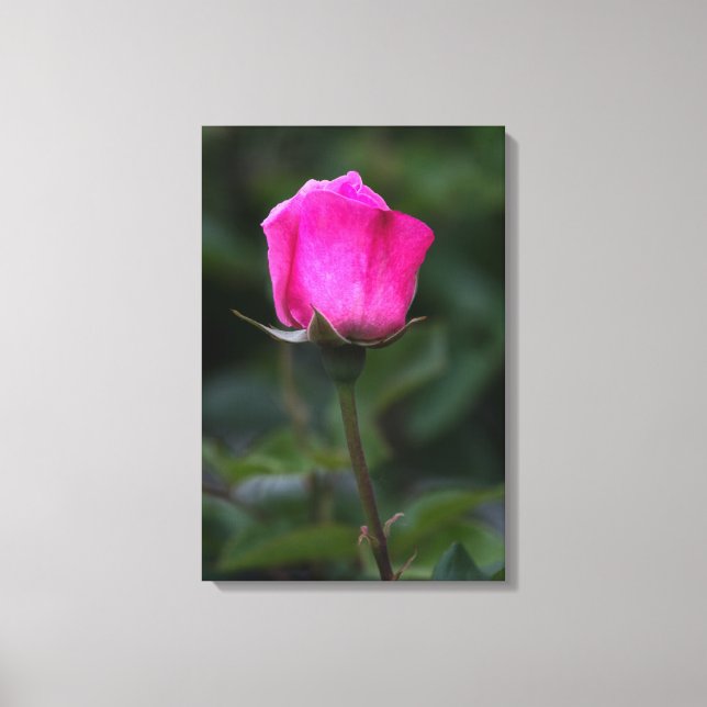 Impressão em tela Rosa Rosa Elegante (Frente)