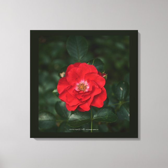 Impressão Em Tela Rosa vermelha P6568 (Frente)