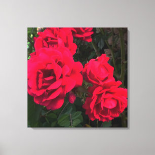 Impressão Em Tela rosa vermelha Rosarium