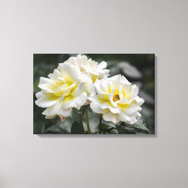 Impressão em Tela Rosas Brancas Fotografia