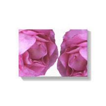 Rosas rosa bonito românticas simples florais moder