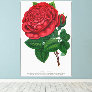 Impressão Em Tela Rose Print Rochester Lithographing and Printing Co