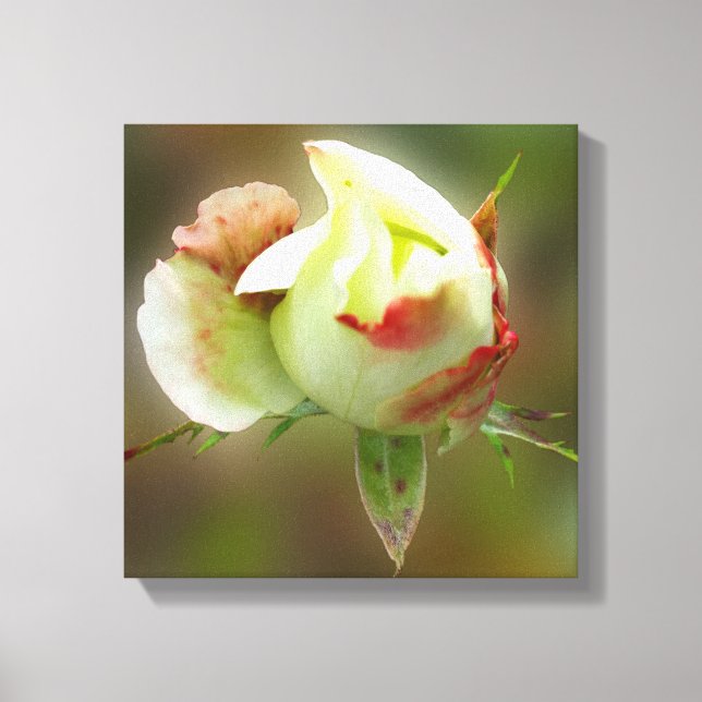 Impressão Em Tela rosebud brilhando (Frente)