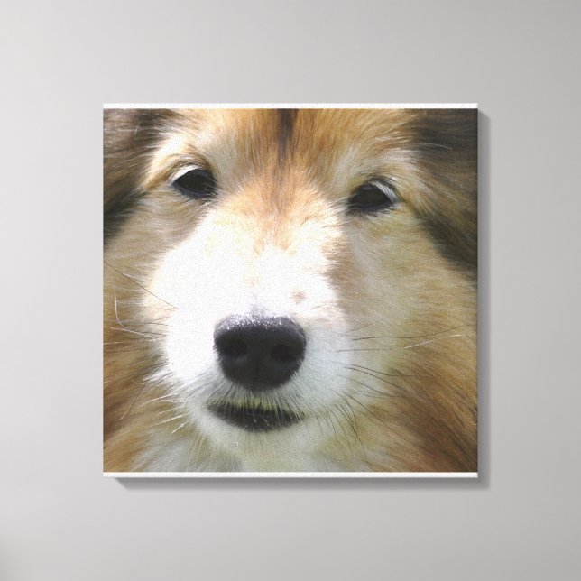 Impressão Em Tela Rosto de Shetland Sheepdog (Frente)