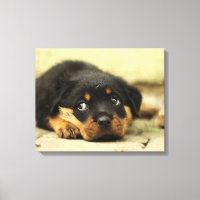 Rottweiler Adorável